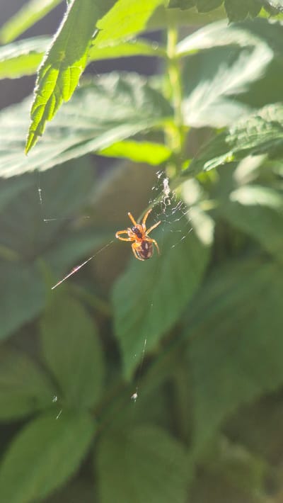 The image depicts a close-up, outdoor shot of a small, orange and brown spider on a web. The spider is centrally located and its legs are spread out. The web is delicate and catches the light, with visible strands. Behind the spider and web, blurred green leaves and foliage form the background, suggesting a natural environment. The lighting indicates it is daytime, with sunlight illuminating the scene from the upper left. The image is likely taken in Bulatovo, Russia, given the context provided. There are no people or human-made objects visible in the image.