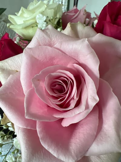 A close-up shot captures the intricate layers of a large, light pink rose. The petals are unfurling, revealing a tighter spiral of smaller petals at the center, showcasing the natural beauty and texture of the flower. The lighting highlights the delicate veins and soft curves of the petals, giving them a velvety appearance. In the background, hints of other flowers are visible, including a deep red rose and lighter pink and cream-colored roses, along with small white filler flowers that appear to be baby's breath. The arrangement suggests a bouquet, possibly for a special occasion. The overall mood is one of delicate beauty and natural elegance. There is no visible text in the image.