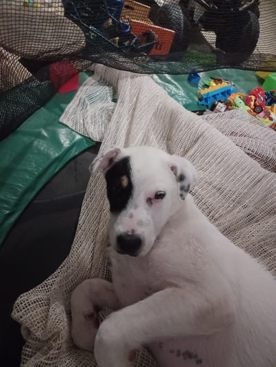 A white dog with black patches, resting on a white net, is the central focus of this indoor scene. The dog, appearing to be a puppy, has a black patch over its left eye and ear. Behind the dog, toys are scattered on a green surface, and a black net stretches across the top of the image. The environment suggests a play area. The image does not provide any specific information about the location in the city of Mykhalcha, Ukraine, or any human presence.