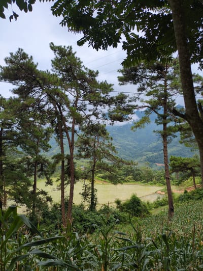 This is a photograph taken in Bạch Đích Commune, Vietnam, featuring a scenic landscape. The foreground is dominated by a lush cornfield with tall, green stalks. Behind the cornfield, a verdant terraced rice paddy is visible, reflecting the soft, diffused light of an overcast sky. Towering pine trees with rough bark and sparse needles punctuate the midground and frame the view. In the background, rolling hills covered in dense green vegetation recede into the distance, with a hazy mist clinging to their peaks. Power lines are strung between poles, partially obscured by the trees. The overall atmosphere is tranquil and rural, showcasing the natural beauty of the Vietnamese countryside. There are no people or animals visible in the frame.