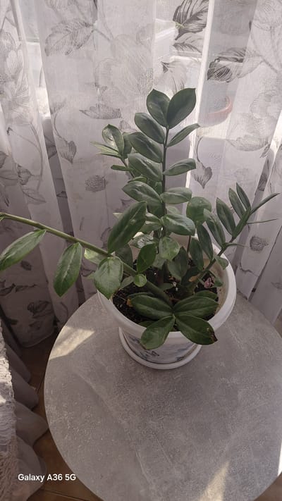 A close-up, top-down view shows a potted ZZ plant on a textured, grey, circular table. The plant has thick, waxy, dark green leaves arranged along arching stems. The pot is white and sits in a decorative blue and white saucer. Behind the plant and table, sheer curtains with a floral pattern are visible, allowing soft light to filter through. The light suggests it is daytime, possibly late morning or afternoon. The scene is indoors, with the window and curtains indicating a domestic setting. The overall mood is calm and still. The text "Galaxy A36 5G" is visible vertically along the right edge of the image. The location context is Dranda, Abkhazia.
