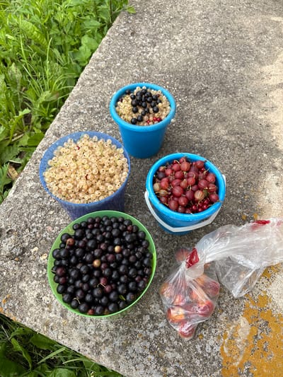 Four buckets and one plastic bag filled with berries are placed on a concrete surface next to a patch of green grass. The buckets contain white currants, black currants, and red gooseberries. The plastic bag contains several red fruits. The scene appears to be outdoors, possibly in a rural or garden setting. There are no people or animals visible in the image.