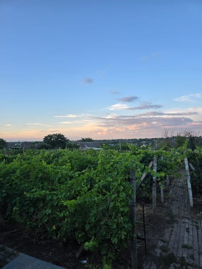 The image depicts a rural landscape in Antonești, Moldova, at dusk. In the foreground, a vineyard with lush green grapevines is prominent, supported by wooden posts and wires. A pathway made of worn concrete slabs runs alongside the vineyard. In the midground, a village with houses and trees is visible. The background is dominated by a serene sky with soft clouds tinged with the colors of sunset. The scene is tranquil and suggests a rural setting devoid of human activity.