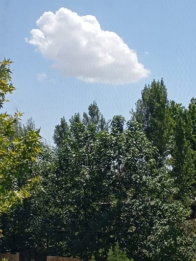 The image shows a sky with a single, large white cumulus cloud. Below the sky is a dense canopy of green trees, some with lighter green leaves and others with darker green foliage. The trees extend across the entire width of the frame, with their tops forming a varied line against the sky. The foreground is partially obscured by the trees, but a portion of a wooden fence or barrier is visible at the very bottom. The scene appears to be an outdoor setting, likely a park or residential area, on a clear day. The location is Mirzo Ulugbek, Uzbekistan.