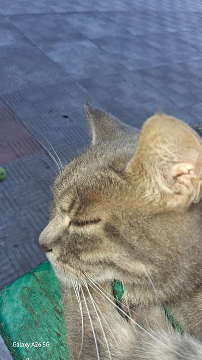 This is a close-up, low-angle shot of a grey tabby cat resting on a weathered, teal-colored surface. The cat is lying down, with its head angled downwards and its eyes closed, appearing relaxed and peaceful. Its fur displays characteristic tabby markings, with darker stripes on its head and body. Long, white whiskers fan out from its muzzle. The teal surface underneath the cat has a worn, slightly chipped texture, suggesting it might be an outdoor bench or furniture.
In the background, a patterned blue surface is visible, possibly a mat or a tiled floor. The lighting suggests it is daytime, with soft light illuminating the cat's features. The overall scene conveys a sense of tranquility and domestic comfort.
Visible text in the lower right corner reads: "Galaxy A26 5G". This indicates the image was captured with a Samsung Galaxy A26 5G smartphone. The location context provided is Mohyliv-Podilskyi, Ukraine.