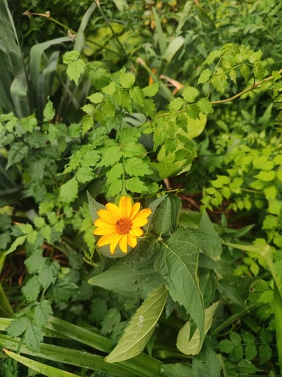 The image shows a close-up of a single yellow daisy-like flower with an orange center, surrounded by lush green foliage. The flower is in focus, with its petals spread open. The surrounding leaves are varied in shape and size, some are broad and smooth, while others are small and serrated. The background is a dense mix of green leaves and stems, suggesting a natural or garden setting. The lighting appears to be natural daylight, with some shadows indicating the sun's position. No people or man-made objects are visible in the image. The setting is consistent with a garden or park area within the city of Nerubaiske, Ukraine, likely an outdoor natural environment.