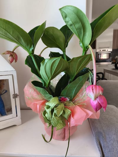 A potted plant with large green leaves and pink buds sits on a white shelf. The plant is wrapped in pink and green decorative paper and tied with a green ribbon. To the left of the plant is a white wooden lantern with a glass door, through which a teddy bear is partially visible. In the background, a kitchen counter with appliances and a sofa are visible. The scene appears to be indoors, in a home setting. No people are visible, and no specific activity is taking place. The time of day and weather are not discernible. A small tag is attached to the plant's wrapping, showing an image of pink flowers. The location is Passignano sul Trasimeno, Italy.