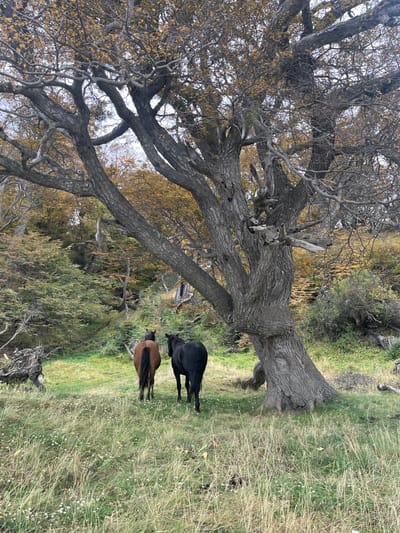 The scene depicts a grassy area beneath a large, gnarled tree with bare branches in Puerto Almanza, Argentina. Two horses, one black and one brown, stand grazing under the tree's shade. The environment includes other trees and vegetation in the background, suggesting a rural or natural setting. The sky appears overcast.