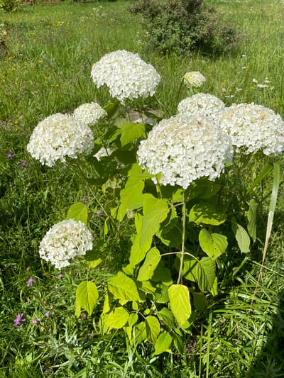 This is a close-up, eye-level, vertical shot of a flowering hydrangea bush with large, white, pom-pom-shaped blooms. The bush is situated in an outdoor environment with lush green grass and other small, wild flowers in shades of purple, yellow, and white. The foliage of the hydrangea is a vibrant green, and some of the leaves appear to be catching the sunlight. The background is a soft blur of more greenery, suggesting a natural or garden setting. The image was taken in Dernopol'e, Russia, on a sunny day. No people or animals are visible.