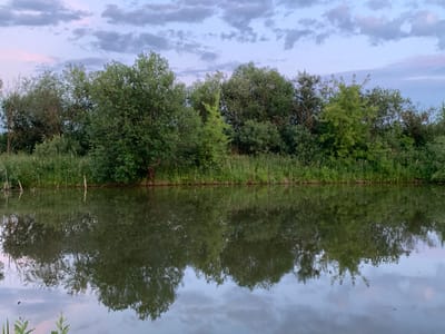 The image depicts a tranquil scene of a riverbank lined with lush green trees and vegetation under a twilight sky. The water's surface reflects the trees and the soft, muted colors of the sky, creating a symmetrical and peaceful composition. Several dead branches protrude from the water near the left bank. In the distance, the sky is a blend of pale blue and soft pink hues, with scattered grey clouds. The overall impression is one of natural serenity, evoking the quiet beauty of a rural landscape, potentially in the vicinity of the village of Surovatykha, Russia, given the context.