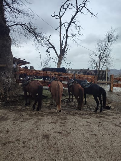 The image depicts an outdoor scene in Bestuzhevskoye, Russia, under an overcast sky. In the foreground, a muddy dirt ground covers the lower half of the frame. Five horses are visible, primarily from their rear or side. Two saddled horses stand prominently in the immediate foreground, facing away from the viewer; one is light brown/chestnut with a red accessory near its head, and the other is dark brown/black. Another saddled dark brown/black horse stands to the right, facing right. Two additional brown horses are partially visible behind these, also saddled. Further in the midground, a rustic wooden fence constructed from debarked logs extends horizontally. Behind this fence, more horses are present. To the far left, a large, thick tree trunk with textured bark and possibly vines stands beside a simple wooden lean-to shelter with a corrugated roof. A lone individual is partially visible behind the fence, positioned between two horses near the lean-to. The upper portion of the image is dominated by several large, bare deciduous trees with intricate, twisted branches silhouetted against a uniformly grey, cloudy sky. Distant hills or mountains are faintly visible in the background.