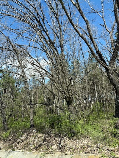 The image shows a view looking up through bare tree branches against a blue sky. To the right of the trees, there is dense green foliage and underbrush. Litter and debris are visible amongst the leaves on the ground near a concrete edge. The location is likely a wooded area or park in or near Obruchishte, Bulgaria, based on the image context. There are no people visible in the scene.