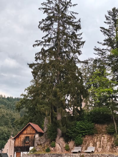 This image shows a rustic wooden house with a red tiled roof nestled among trees on a rocky slope. Two empty wooden benches are positioned in front of the slope. The scene appears to be in Triberg im Schwarzwald, Germany, a region known for its dense forests and traditional architecture. The overall atmosphere is serene and natural, with a focus on the interplay between the man-made structure and the surrounding environment.
