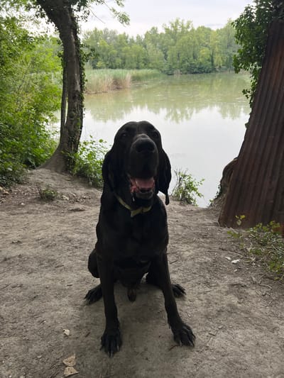 A black dog with a light collar is sitting on a dirt path in front of a body of water. The dog is looking at the camera with its mouth open. In the background, there are trees and reeds. The sky is overcast. The location appears to be a natural setting.