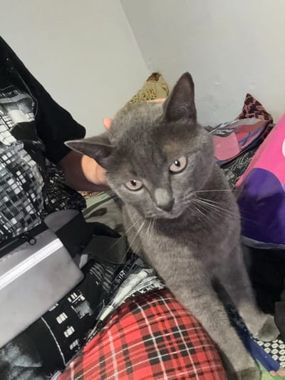 A gray cat is sitting on a red and black plaid blanket. The cat is looking at the camera with its mouth open. There are several pillows behind the cat, one of which is pink and purple. The background is a white wall. The image was taken indoors. The cat appears to be a Russian Blue breed. There is a hand gently touching the cat's head, suggesting interaction. The overall scene depicts a domestic setting, potentially a bedroom or living room, with the cat as the primary subject of focus. The background elements, such as the pillows and blankets, contribute to a cozy and relaxed atmosphere.