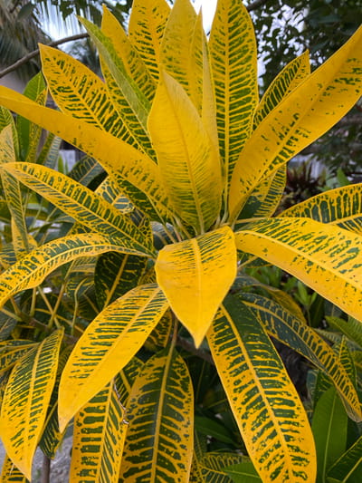 A close-up, eye-level shot captures a cluster of vibrantly yellow and green croton leaves, their intricate patterns of dark green veins forming striking contrasts against the bright yellow. The leaves, elongated and pointed, are arranged densely, creating a lush, layered effect. In the background, blurred foliage and branches suggest an outdoor environment, possibly a garden or park. There are no people or animals visible in the frame. The scene appears to be an ordinary day in Blangkabu, Indonesia, with the focus solely on the detailed beauty of the plant.