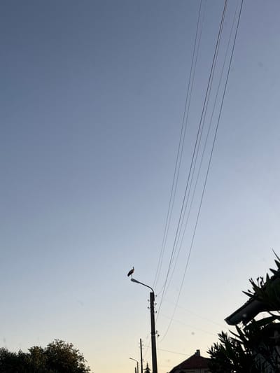 A solitary stork stands perched on top of a street lamp. Overhead, multiple power lines stretch across the clear, pale blue sky. In the foreground, the tops of trees and a section of a tiled roof are visible, suggesting a residential area. The scene is set in Novo Zhelezare, Bulgaria.