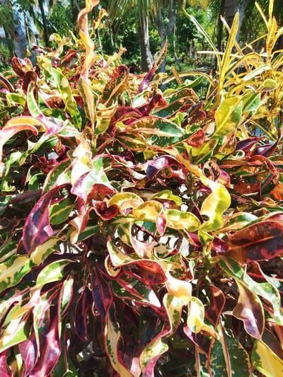 This is a close-up, eye-level shot of a dense bush of croton plants in Alue, Indonesia. The plants have vibrant, multi-colored leaves in shades of green, yellow, red, and burgundy, with some leaves exhibiting a crinkled or curled appearance. The background is blurred, but appears to be a tropical outdoor environment with palm trees and foliage. The lighting suggests a sunny day, casting shadows and highlighting the colors of the leaves. There are no people or animals visible in the frame. The scene is static and focuses solely on the texture and color of the plant life.