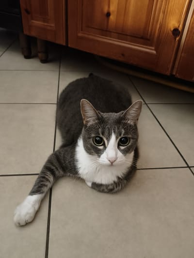 A grey and white cat is lying on a tiled floor, looking directly at the camera with wide, curious eyes. The cat's body is mostly grey with white markings on its chest and face. One of its front paws, with white fur, is extended forward. In the background, a wooden cabinet with visible grain and knots is visible, with its legs resting on the floor. The lighting suggests it might be daytime, with warm light illuminating the scene from the right. The overall setting appears to be indoors, likely a kitchen or living area, given the tiled floor and cabinetry. The cat's gaze conveys a sense of alertness and possibly a touch of playfulness. There is no visible text in the image.