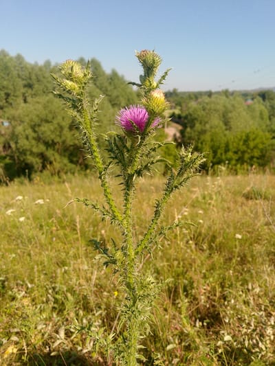 A close-up shot shows a thorny plant with a vibrant pink thistle bloom against a backdrop of a sunny, rural landscape. The plant has a thick, spiky stem with several buds and a fully opened flower. In the background, a field of dry grass and scattered wildflowers stretches towards a line of green trees. The sky is clear and blue. The scene is likely located in the rural district of Zhöğarğı Übi in Kazakhstan, suggested by the provided location information.