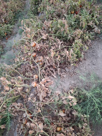 The image depicts a field of tomato plants in Utmayli, Uzbekistan. The plants appear to be in a state of distress, with many leaves dried and brown, suggesting drought or disease. Several ripe tomatoes, some a reddish-orange color and others a lighter orange, are visible on the vines, mixed with withered foliage. The ground is dry and dusty. The overall impression is one of a neglected or failing crop. No people are present in the image.