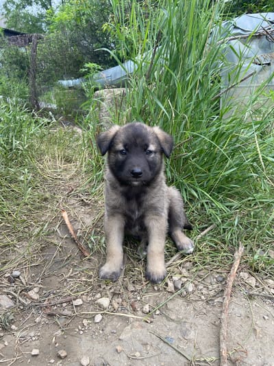 A fluffy, gray and tan puppy is lying on its back in the grass and dirt. The puppy's front paws are extended upwards, and its head is turned towards the camera. The puppy has dark eyes, a black nose, and floppy ears. It appears to be a young dog, likely a few weeks old.

The setting is outdoors, with tall green grass and dry, brown earth. There are scattered pebbles and small sticks on the ground. In the background, there is some foliage, including trees and bushes, and a glimpse of what appears to be a metal structure, possibly a shed or a fence. The lighting suggests it is daytime, with natural sunlight illuminating the scene.

The puppy is the main subject and its relaxed posture suggests it is comfortable and perhaps playing or resting. There are no people visible in the image. The overall mood is peaceful and natural. No text is visible in the image. The location context provided is Gvozdevo, Russia.