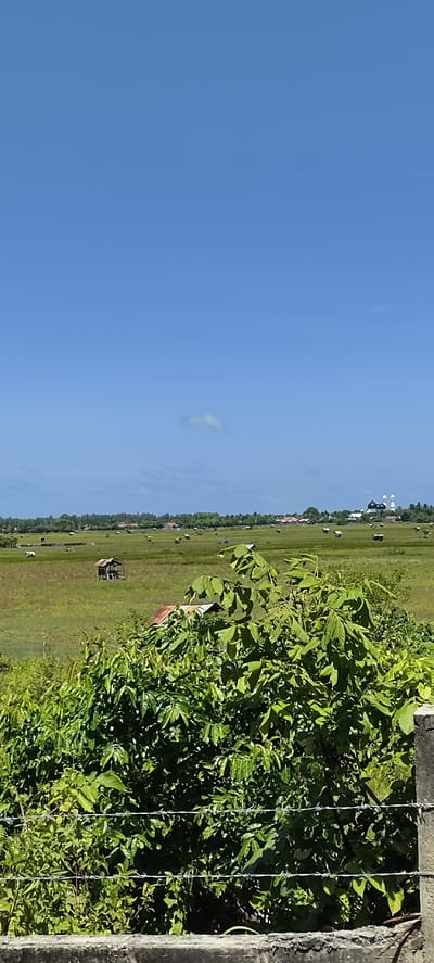 The image captures a wide-angle view of a rural landscape under a clear blue sky in Meunasahlamgirek, Indonesia. The foreground is dominated by lush green foliage, with a concrete barrier and barbed wire fence running horizontally across the bottom of the frame, suggesting a viewpoint from a roadside or property boundary.
Beyond the dense greenery, a vast expanse of green fields stretches into the middle ground. Scattered throughout these fields are numerous small, rustic huts with tin roofs, some appearing to be shelters for agricultural work or possibly livestock. In the distance, a cluster of buildings, including two prominent structures with dark domes and white minarets resembling a mosque, are visible. The horizon is lined with a dense band of trees, indicating the edge of the cultivated area and the beginning of a more forested or developed zone. The overall scene depicts a serene agricultural setting, typical of Indonesian countryside.
