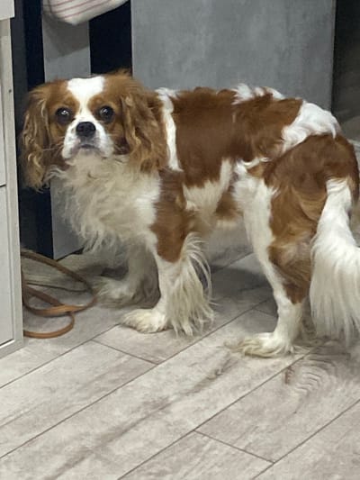 An adorable Cavalier King Charles Spaniel, with chestnut and white markings, stands on a light-colored wooden floor. The dog's fur is long and wavy, particularly around its face and legs. A brown leash is visible on the floor near the dog's front paws. The background appears to be an indoor setting with a gray wall and a portion of a black cabinet. The lighting is dim, and the overall impression is that of a domestic environment.
