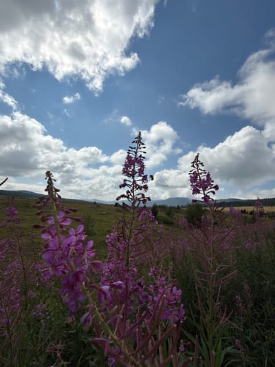 A close-up, low-angle shot captures a field of purple fireweed flowers in bloom against a backdrop of a bright blue sky dotted with fluffy white clouds. The foreground is dominated by the tall, spiky flower stalks, with several in sharp focus and others blurred in the background. A bee is visible in mid-flight near one of the flower stalks. In the distance, rolling hills covered in green grass and scattered trees are visible. The scene appears to be a natural landscape, possibly in a rural or mountainous region. The location provided, T/B Seminskii Pereval, Russia, suggests a mountainous area in Siberia. There are no people or man-made structures immediately apparent in the image. The overall impression is one of a vibrant, natural scene under a dynamic sky.