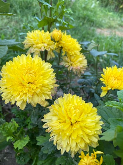 This is a close-up, eye-level shot of several bright yellow chrysanthemums in bloom, set against a blurred background of green foliage and grass. The flowers are the central focus, with their many petals creating a rich, textured appearance. The lighting suggests it is daytime, with natural light illuminating the scene. The setting appears to be a garden or natural outdoor space, consistent with the environment of Ölöng-Bulak, Kyrgyzstan, a region known for its natural beauty. There are no people or animals visible in the image.
