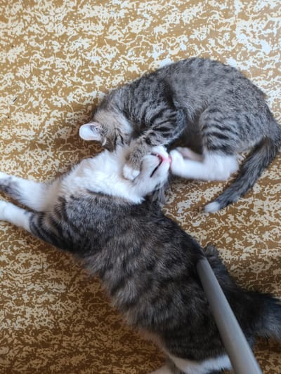 Two kittens are playing on a textured, tan and white patterned surface. One kitten, mostly gray tabby, is lying on its back, with its white paws reaching up. The other kitten, also gray tabby with white markings, is facing the first kitten and appears to be playfully biting or nudging its face with its paw. A gray, cylindrical object, possibly a broom handle or a pipe, runs diagonally across the lower right portion of the image, partially obscuring the larger kitten. The scene is indoor and does not provide any specific visual cues to determine a location within the city of Stupino, Russia.