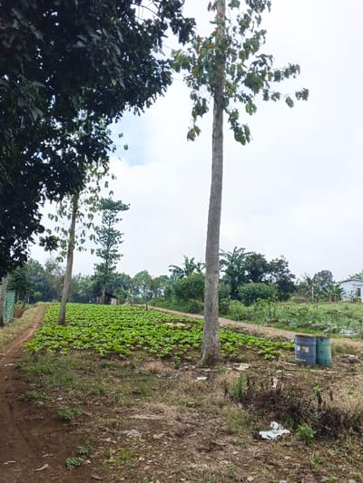 The scene depicts a rural agricultural area in Man Gyat, Myanmar, under an overcast sky. A dirt path runs from the lower-left foreground into the midground. The ground to the right of the path is covered with dry grass, weeds, and exposed soil, with a crumpled white object visible on the lower right. Two tall, slender trees with sparse green foliage stand prominently, one near the left edge and another more centrally located. In the midground, a large, rectangular field cultivated with numerous rows of vibrant green leafy plants, likely a vegetable crop, occupies the center. A second dirt path borders the right side of this cultivated field. To the right of the central tall tree, two industrial barrels, one blue and one green, rest on the ground. The background features dense vegetation, including various trees and what appear to be banana trees on the right. A small, simple wooden shed is visible behind the cultivated field, and a white building with a dark roof is partially visible on the far right horizon. No individuals are present in the scene.