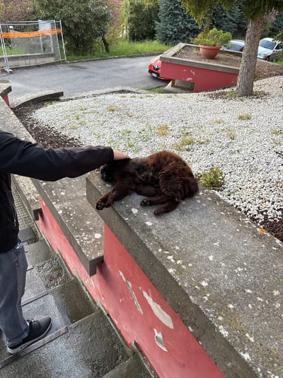 The image, taken from an elevated perspective, captures a person interacting with a cat in an outdoor environment, likely in Camerino, Italy. In the foreground, a person, dressed in a black jacket, blue jeans, and dark sneakers, extends their right arm to pet a dark brown, fluffy cat. The cat is lying comfortably on a concrete ledge or wall, curled up with its belly visible, suggesting it is relaxed and enjoying the attention.

The setting includes various concrete structures, such as ledges and steps, some showing signs of weathering with lichen growth. A red railing with visibly peeling paint runs along the edge of the foreground structure. Below the cat and the ledge, the ground is covered with light-colored gravel, dotted with small green plants. Further into the background, a paved road or pathway is bordered by green grass and dense vegetation, including tall evergreen trees and bushes with purple-tinged leaves. A low red building or wall, topped with a large terracotta pot holding a green plant, is visible to the left. Parked vehicles, including a silver car and an orange/red car, are seen in the distance. Some construction fencing with orange netting is also present in the lower-left background.

The scene is illuminated by natural daylight, indicating it is daytime. The overall mood conveyed is calm and peaceful, centered on the affectionate interaction between the person and the cat. There is no visible text in the image.