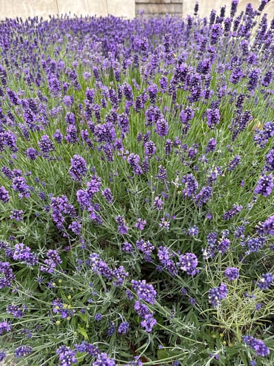 The image displays a dense field of blooming lavender flowers in Elsinore, Denmark. The lavender plants are a vibrant purple and are densely packed, creating a carpet of color. Green leaves and stems are visible amongst the flowers. In the background, a light-colored, textured wall can be seen, suggesting an urban or garden setting. No people are present in the image, and no specific actions or interactions are depicted. The focus is solely on the natural beauty of the lavender field.
