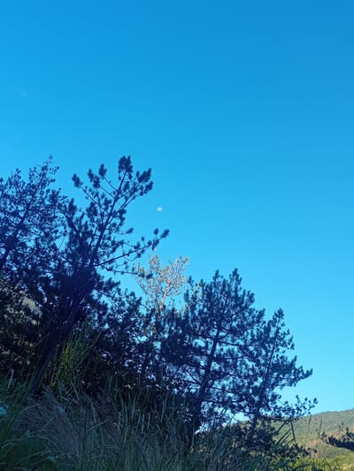 The image depicts a natural scene with a clear, vibrant blue sky dominating the upper portion. Silhouetted against the sky are several tall, dark green pine trees, their branches reaching upwards. A small, pale moon is visible in the sky, slightly to the left of the center. In the foreground, lush green grass and reeds grow, obscuring the lower part of the trees and the ground. In the background, a gentle, green, forested hillside is visible on the right side of the frame, suggesting a rural or natural setting. The overall impression is one of a serene, outdoor landscape, possibly in a mountainous or hilly region.