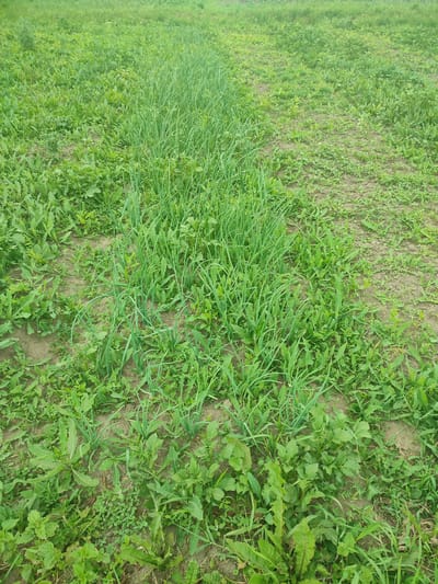 An overhead view of a cultivated field shows a diagonal line of green onions planted in rows. The onions are growing tall and appear healthy. To the left and right of the onion rows, the field is covered in various other green plants, including broad-leafed weeds and grass. The soil is visible in patches between the plants, suggesting the field may have been recently tilled or is in a growth stage where weeds are prevalent. The lighting suggests it is daytime, with overcast or diffused sunlight. The scene is located in the city of Eliukkasy, Russia.