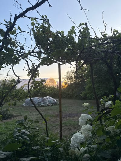The image depicts a garden scene in Borisovo, Bulgaria, at dusk. In the foreground, a grapevine trellis with green leaves and dark branches frames the view. To the right, large white hydrangea flowers are in bloom. The middle ground shows a lawn with two objects covered in transparent plastic sheeting, possibly protective coverings for plants or garden equipment. Further back, a large white greenhouse structure is visible, with its entrance illuminated by the setting sun, which casts a warm glow. The background consists of a dense line of green trees. The sky is a clear, pale blue, characteristic of twilight. The overall impression is one of a cultivated outdoor space at the end of the day.