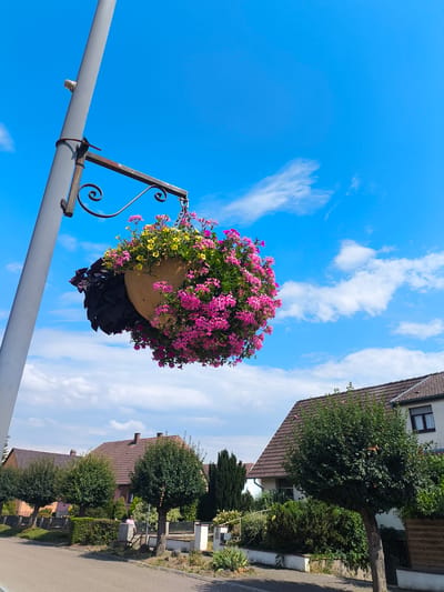 This media file is an image of a hanging flower basket attached to a grey lamppost on a street in Ittenheim, France. The basket is full of vibrant pink and yellow flowers, with some dark green foliage also visible. The basket is suspended by chains from a decorative metal bracket mounted on the lamppost.
The background of the image shows a clear blue sky with scattered white clouds, suggesting it is daytime with pleasant weather. Below the sky and the lamppost, a row of houses with brown tiled roofs can be seen. These houses are bordered by green trees and hedges, creating a suburban or residential setting. A paved road runs in the foreground.
In the middle distance, a person wearing a pink shirt is visible standing next to a low wall. The overall impression is one of a peaceful, sunny day in a well-maintained European village. There is no visible text in the image.