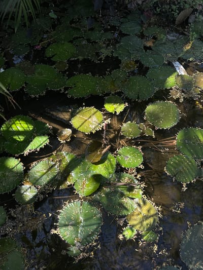 The image shows lily pads in a body of water. The lily pads are green and round, with some covered in small, light-colored debris. Sunlight filters through the surrounding foliage, creating areas of bright light and shadow across the water's surface and the pads. The water appears dark and murky, with some reflections of the sky and surrounding vegetation. The location is Mazatlán, Mexico.