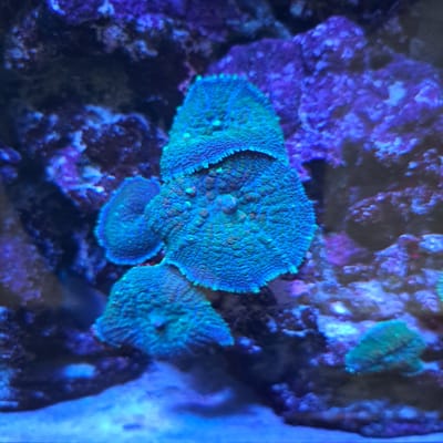 The image shows a close-up of a salt-water aquarium, likely a reef tank, given the presence of corals. The primary subjects are several pieces of vibrant blue and green coral. The coral in the center is the largest and most prominent, with intricate textured patterns and a ruffled edge. To its left and right are smaller pieces of similarly colored coral. The background is dominated by purple and blue structures, which appear to be live rock, a common substrate in reef aquariums. There are also hints of smaller green organisms on the rockwork. The lighting is artificial, typical of an aquarium setup, with blue and purple hues illuminating the scene. The overall impression is one of a healthy, colorful, and thriving aquatic ecosystem. There is no visible text in the image. The location context of Tairove, Ukraine, suggests this aquarium is located within a home or public display in that region.