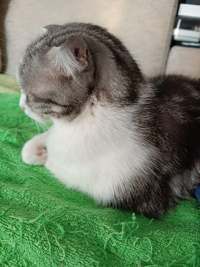 The image shows a close-up view of a grey and white cat resting on a textured green surface. The cat is curled up, with its head turned to the left, showing its profile. Its fur is short and appears to be patterned with dark grey stripes on a lighter grey background, with a white chest and muzzle. One of the cat's front paws, which is white, is visible tucked beneath its chin. The green surface has a slightly frayed texture. The background is out of focus, but suggests an indoor setting with a light-colored upholstered object and a hint of a dark object on the right. There is no information in the image to determine its location in the city of Miasskoye, Russia.