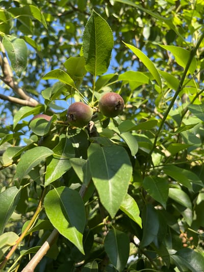 In the city of Ak-Döbö, Kyrgyzstan, a close-up, eye-level shot focuses on young pears growing on a tree. The pears, small and reddish-brown, are clustered amongst vibrant green leaves and branches. The background is a blur of green foliage and a bright blue sky, indicating an outdoor setting bathed in sunlight. The image captures the early stages of fruit development on a sunny day.
