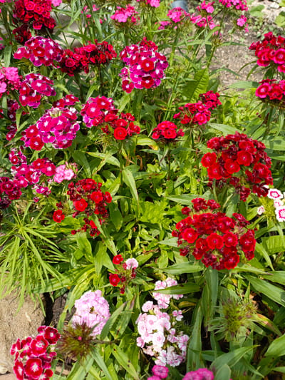The image displays a close-up view of a vibrant flower bed filled with Dianthus barbatus, commonly known as Sweet William flowers. The flowers are a mix of deep reds, bright fuchsias, and soft pinks, with some featuring a white edge on their petals. They are clustered in dense, rounded heads, standing tall on slender green stems amidst lush green foliage. The background appears to be a garden or park setting, with hints of gravel path visible. The lighting suggests it is daytime, with sunlight illuminating the colorful blooms and casting subtle shadows. The image is composed from a high-angle perspective, looking down into the flowers. There are no people visible in the frame. The overall scene is one of natural beauty and abundance, showcasing the rich variety of colors and textures within the flower bed. There is no information available about the specific location within Novoznamenskaya 1-Ya, Russia.
