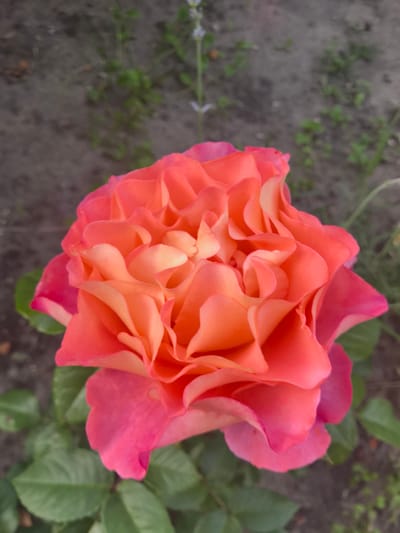This is a close-up, vertical shot of a vibrant coral-pink rose with ruffled petals. The rose is the primary subject and is in full bloom, showcasing its intricate layers. The petals transition from a deeper pink at the edges to a lighter, peachy-coral hue towards the center. The background is softly blurred, revealing a garden setting with dark, earthy soil and hints of green foliage, including leaves belonging to the rose plant and other small, out-of-focus plants and a thin, pale flower stalk further in the distance.

The lighting suggests it might be daytime, possibly late afternoon or early evening, given the soft, diffused light that highlights the rose's textures and colors without harsh shadows. There are no people or animals visible. The scene is serene and focuses entirely on the beauty of the flower. The location context provided is Kobryn, Belarus, suggesting this is likely an outdoor garden in that region. There is no visible text in the image.