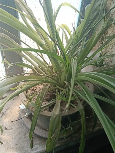 A close-up, eye-level, vertical shot shows a potted spider plant in a weathered grey pot. The plant has long, arching green leaves, some with lighter green or white stripes. The leaves appear dusty. Several small offshoots, known as "spiderettes," are visible, some hanging down. The soil in the pot is dry and sandy. The pot is on a light-colored, rough-textured surface, possibly concrete. In the background, a textured wall and a bright, out-of-focus area suggest an outdoor or window setting. The image does not contain any people or specific identifiable landmarks of Altinkul, Uzbekistan, but it depicts a common household or balcony plant.