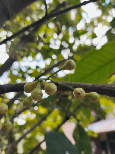 The scene depicts a close-up of light green, teardrop-shaped fruit buds, likely water apple buds, clustered on a thin, dark branch. A central cluster comprises approximately five buds, with additional individual buds visible to the left and right, all attached by thin green stems. A dark, out-of-focus tree branch runs horizontally behind the main cluster. A large, dark green leaf is partially visible in the upper right background. The background consists of diffused sunlight filtering through dense green foliage, creating numerous circular bokeh effects. A faint, thin spiderweb strand is present near the central buds. No people or significant actions are depicted. The location is Teumpokteungku, Indonesia.