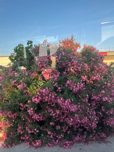 The image shows a dense bush with numerous pink flowers, primarily oleanders, with green foliage. The bush appears to be located outdoors, possibly on a street or sidewalk in La Garde, France, given the context. Reflections on a glass surface, likely a window or a vehicle's windshield, obscure parts of the scene, showing a blue sky with some wispy clouds and faint reflections of buildings or structures, including what appears to be a sign with red text. The lighting suggests it might be late afternoon or early morning. The overall impression is of a vibrant, overgrown flowering bush seen through a reflective barrier.