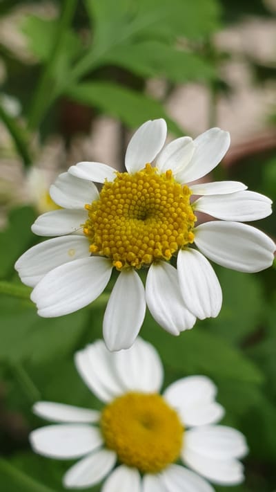 A close-up, vertical, eye-level shot captures the intricate details of two white daisies with bright yellow centers against a blurred green background. The foreground daisy is sharply in focus, showcasing its delicate white petals radiating outwards from the textured, circular yellow center. A few small yellow stamens are visible on the surface of the center. The background features soft-focus green foliage, suggesting an outdoor setting. Another daisy, out of focus, is visible in the lower portion of the frame. The lighting is natural, illuminating the flowers without harsh shadows. The scene appears to be from a garden or natural environment within Vrchotovy Janovice, Czechia. No people or animals are present.