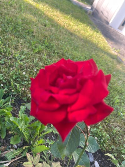 A close-up, slightly out-of-focus shot shows a vibrant red rose in bloom. The rose is the central subject, with its velvety petals unfurling. The background consists of green grass, some weeds, and a hint of a building and paving stones, suggesting an outdoor urban or suburban setting, possibly in Balingen, Germany. Sunlight casts a warm glow across the scene, illuminating the texture of the grass and the edges of the rose petals. There are no people or animals visible in the image.