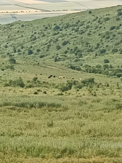 The image is a landscape photograph taken in the city of Malgobek, Russia. The scene depicts a hilly terrain covered in green grass and scattered bushes. In the mid-ground, a herd of cattle is grazing in a pasture. The cattle are of various colors, including black and white. The background shows more hills and fields, with a hint of distant structures or farmland. The overall impression is a rural, pastoral setting.